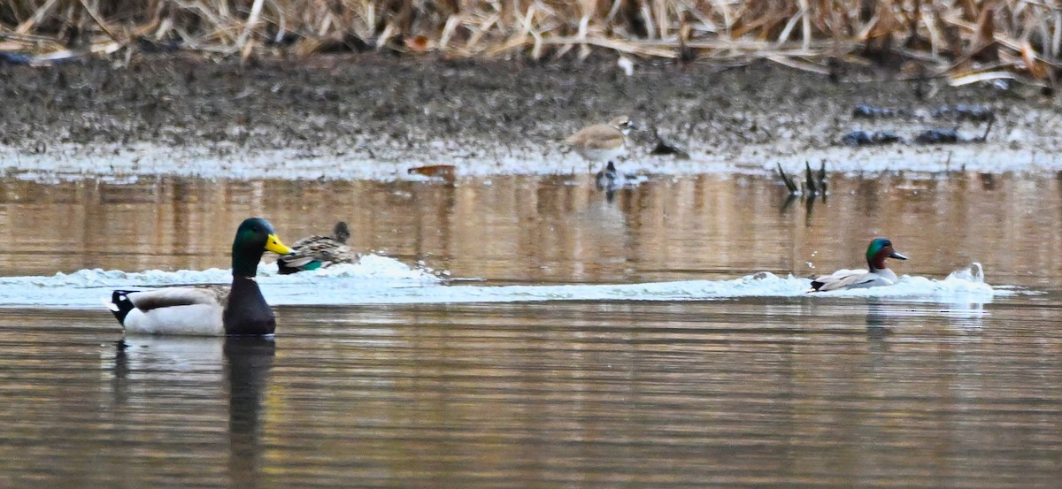 Green-winged Teal - ML615440210