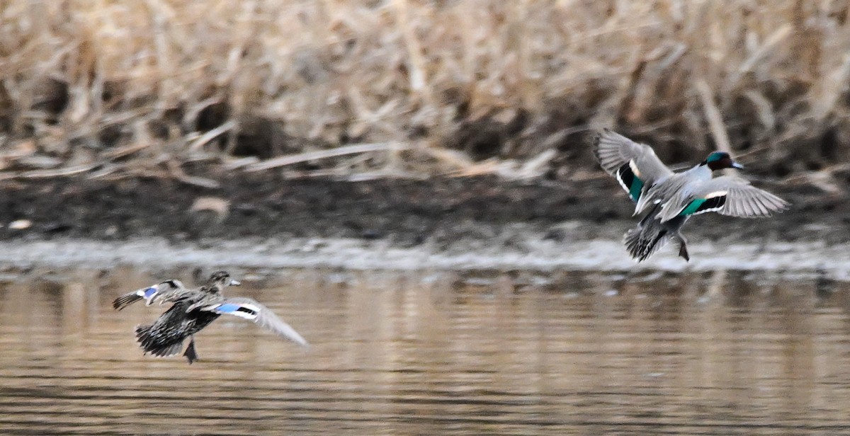Green-winged Teal - ML615440211