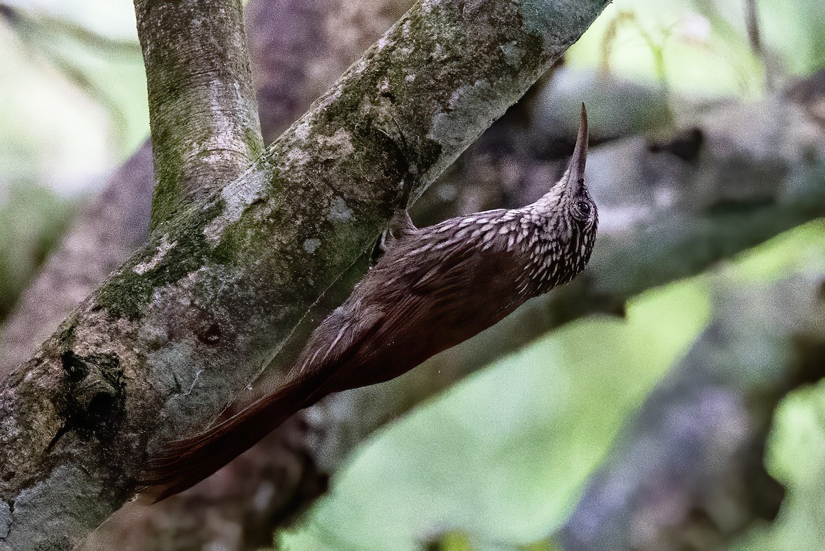 Streak-headed Woodcreeper - Jennifer Esten