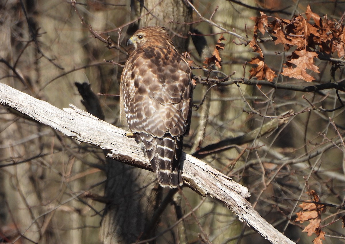 Red-shouldered Hawk - ML615440231