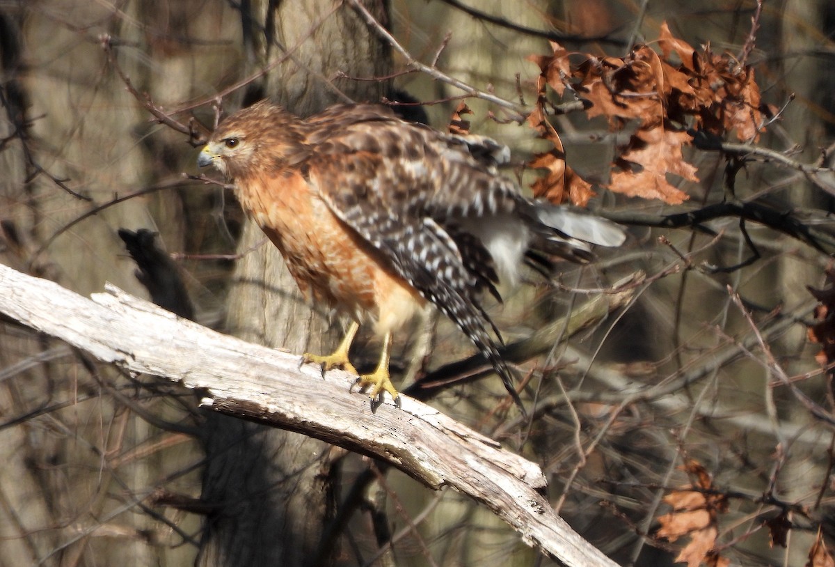 Red-shouldered Hawk - ML615440232