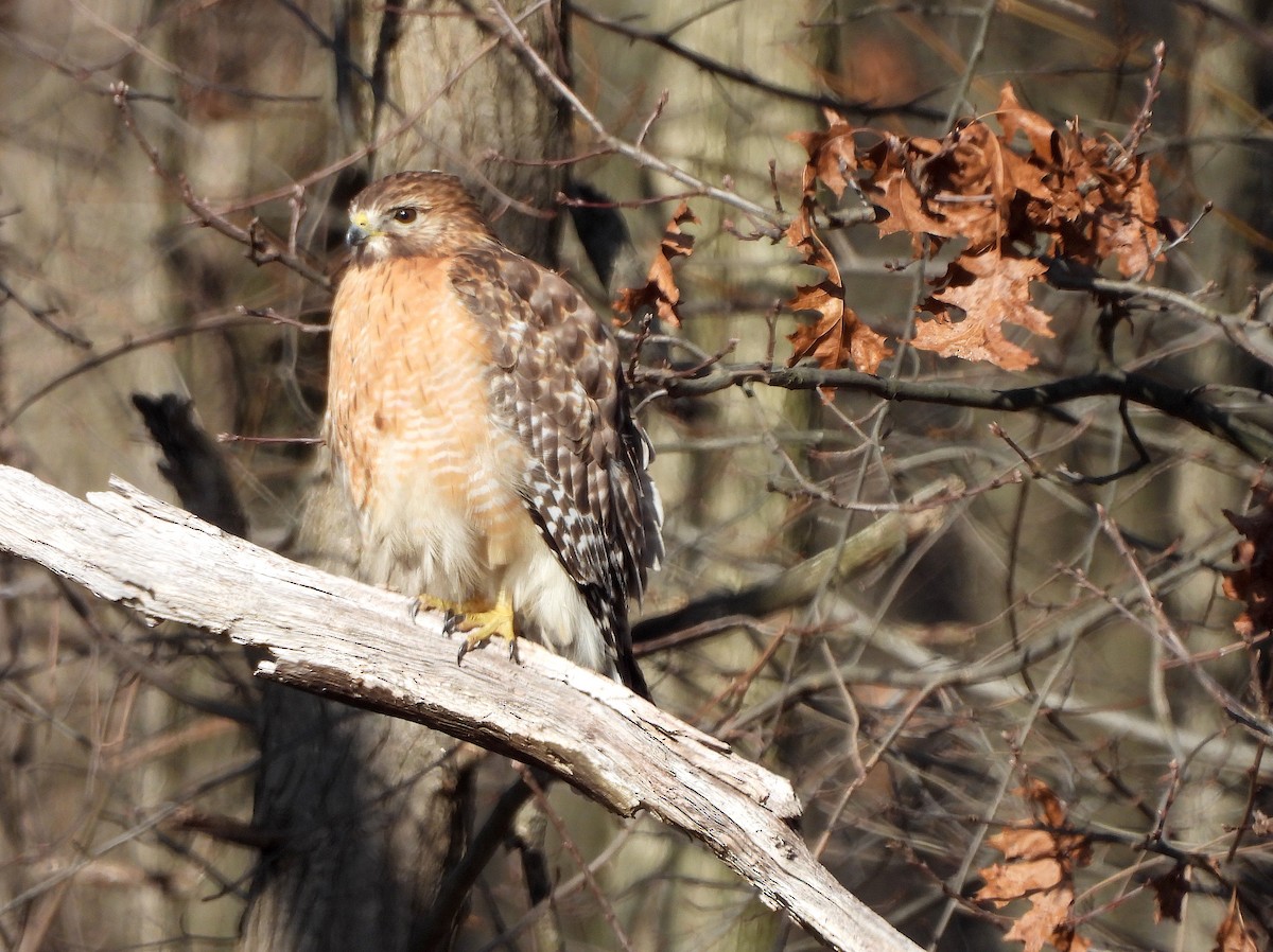 Red-shouldered Hawk - ML615440234