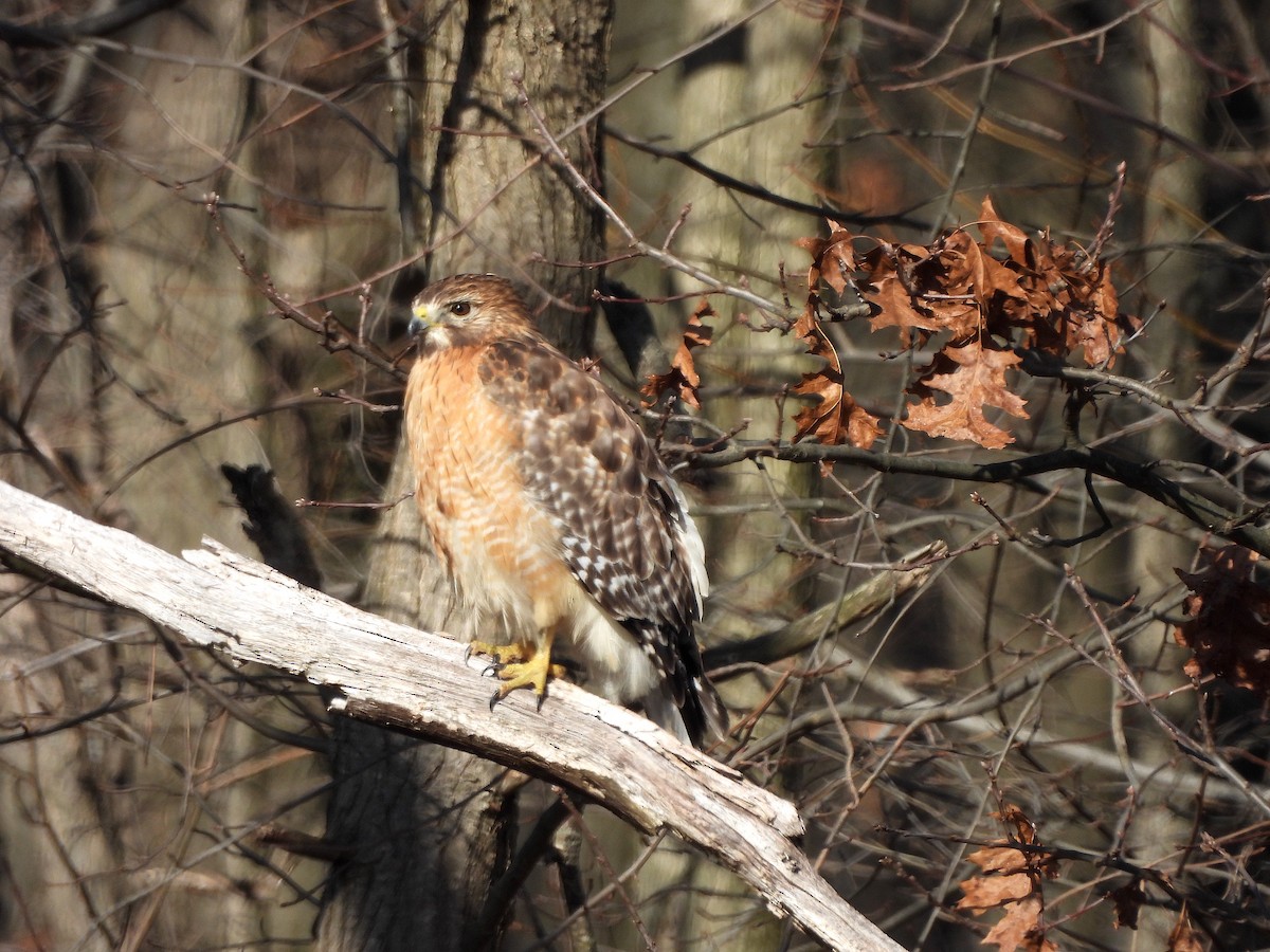 Red-shouldered Hawk - ML615440235