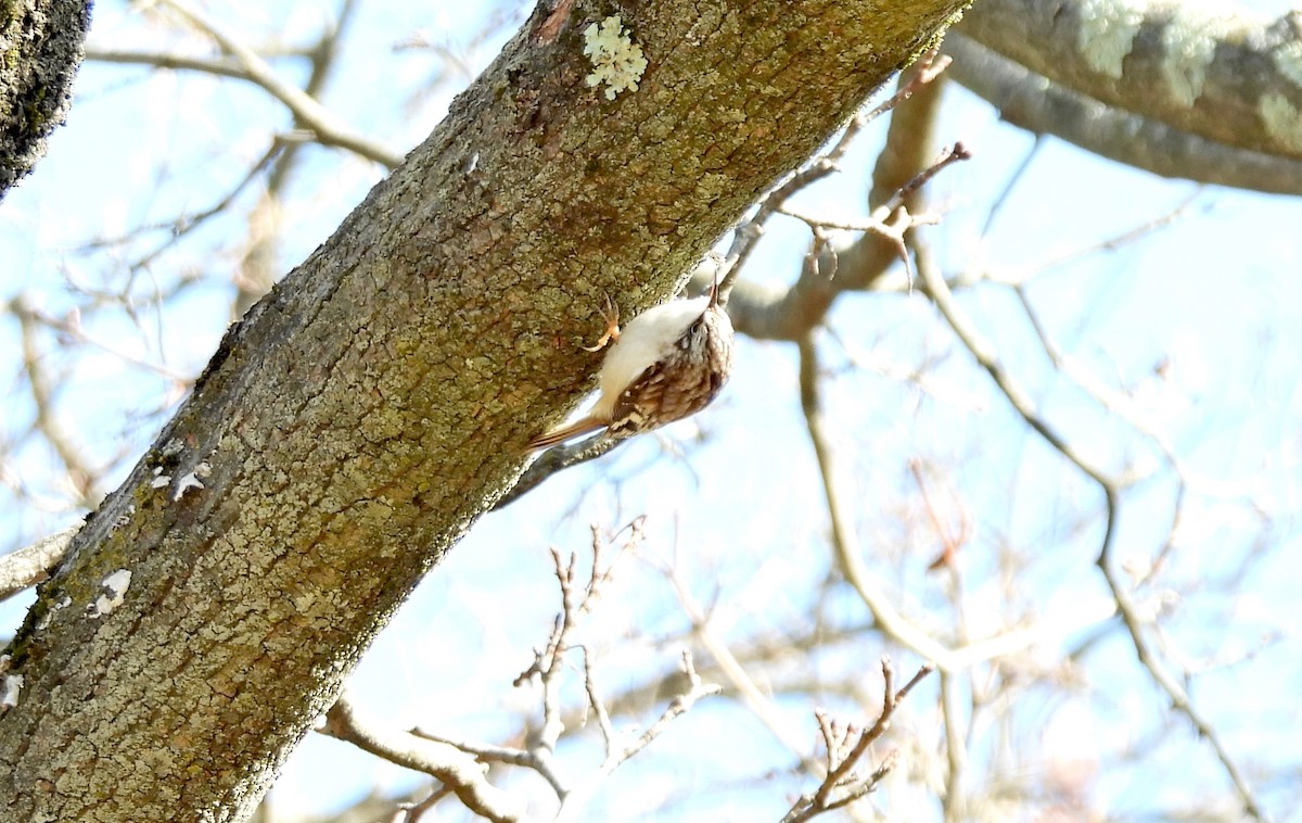 Brown Creeper - ML615440252