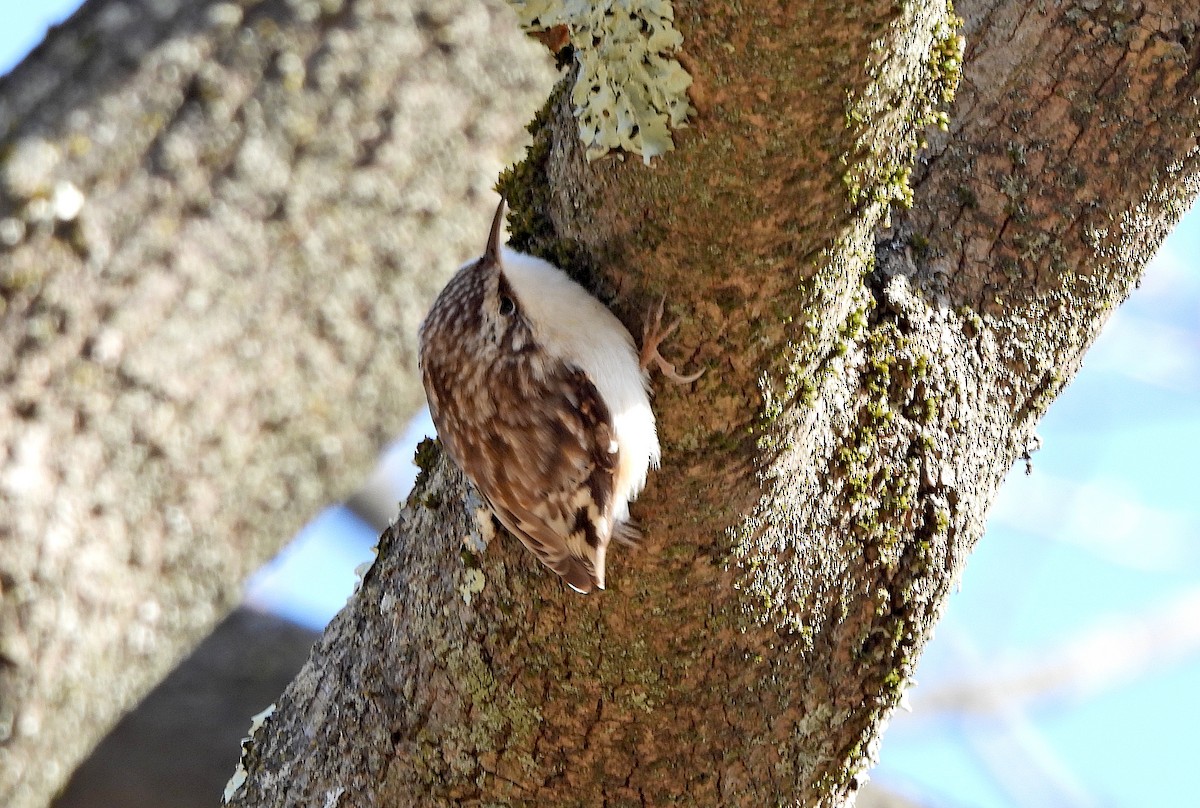 Brown Creeper - ML615440253