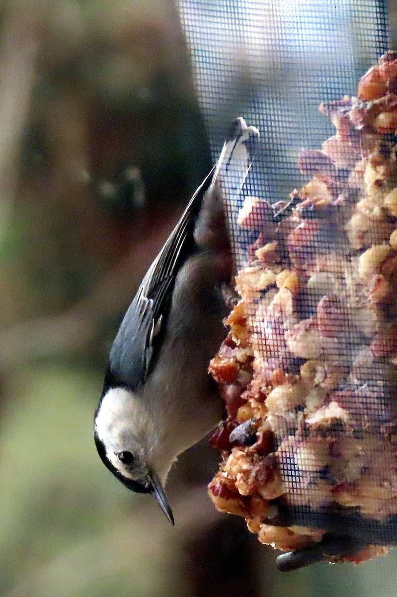 White-breasted Nuthatch - ML615440361