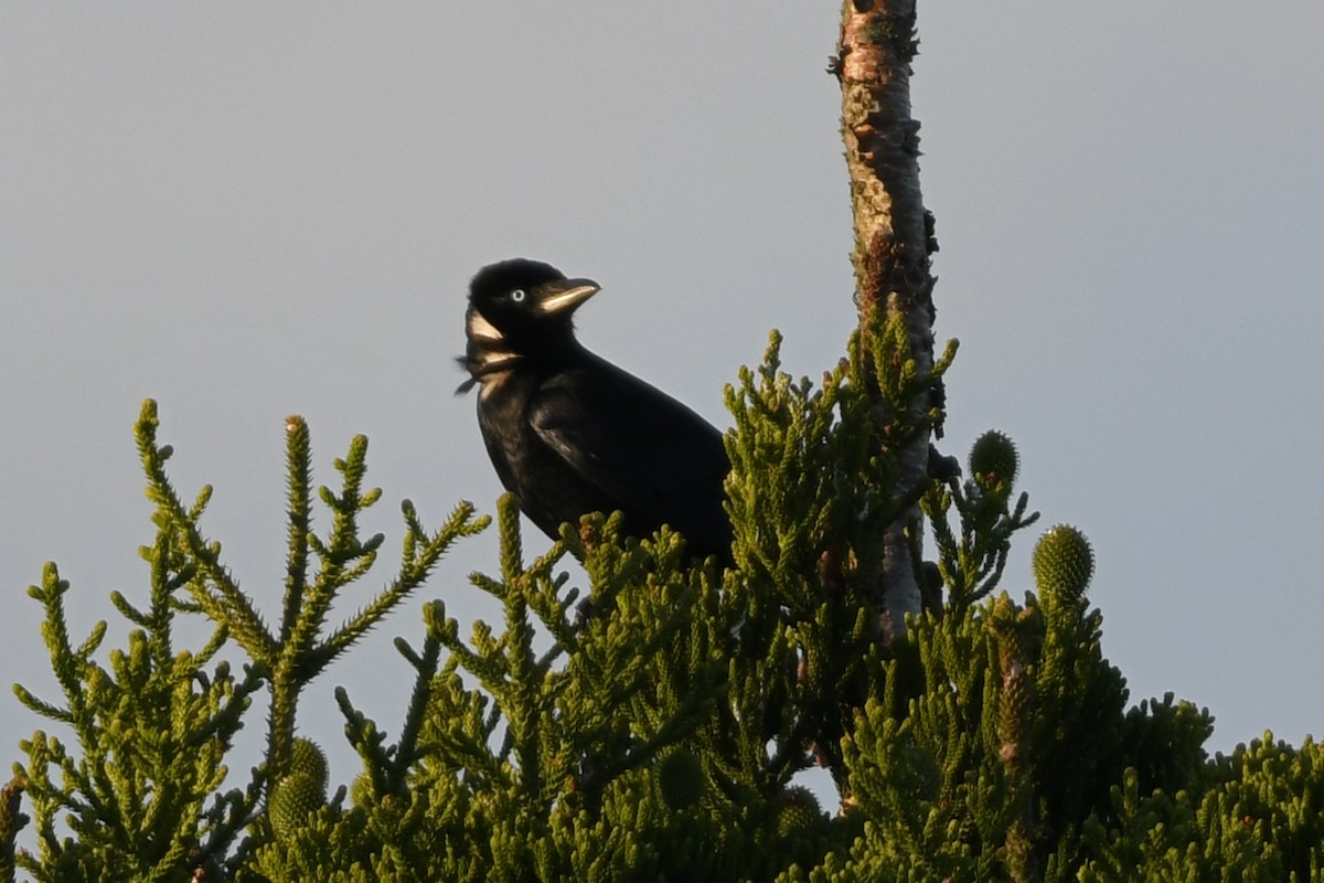 Torreskrähe - ML615440445