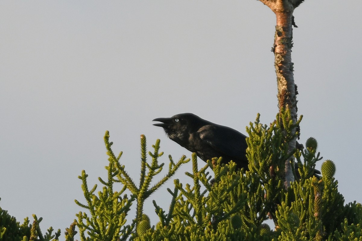 Torresian Crow - ML615440446