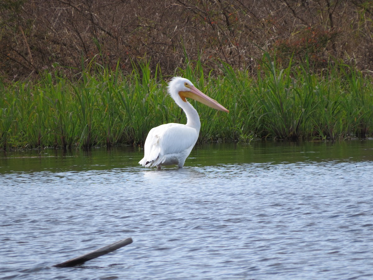 American White Pelican - ML615440459