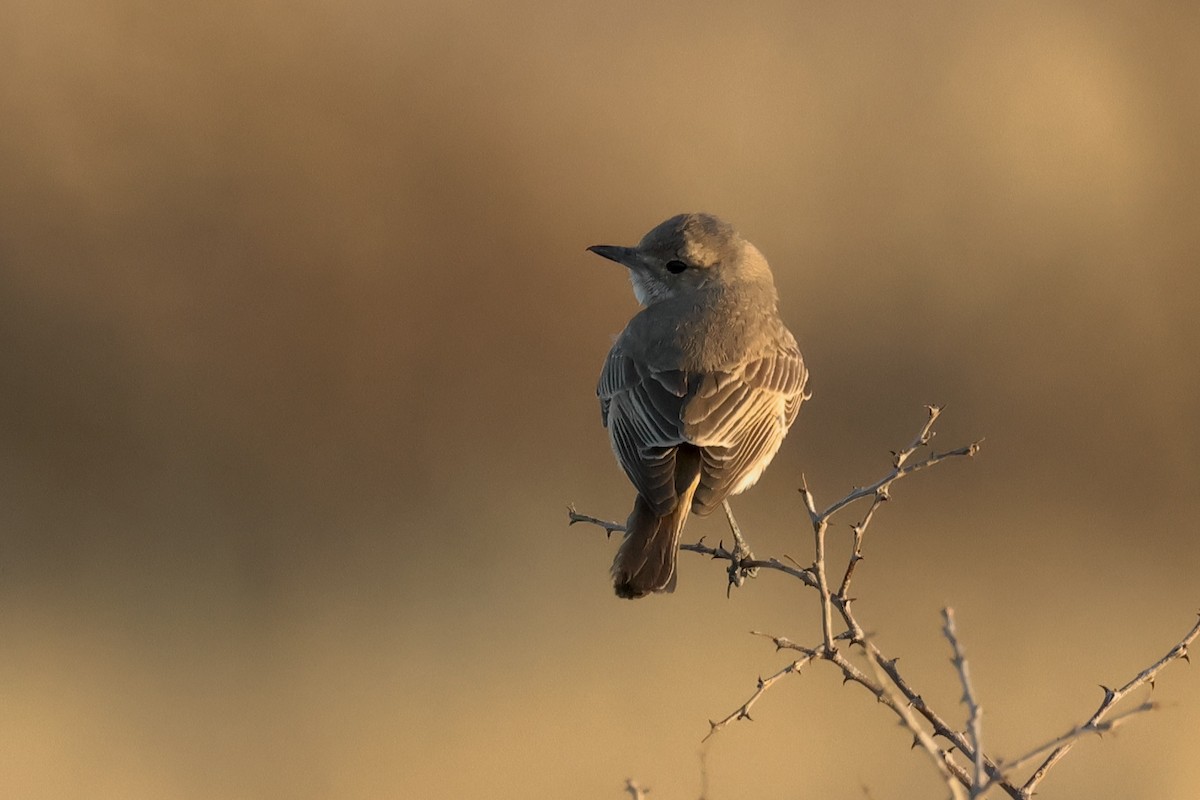 Chat Flycatcher - ML615440477