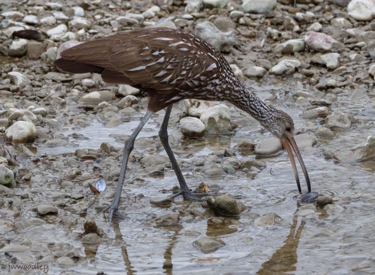 Limpkin - ML615440495