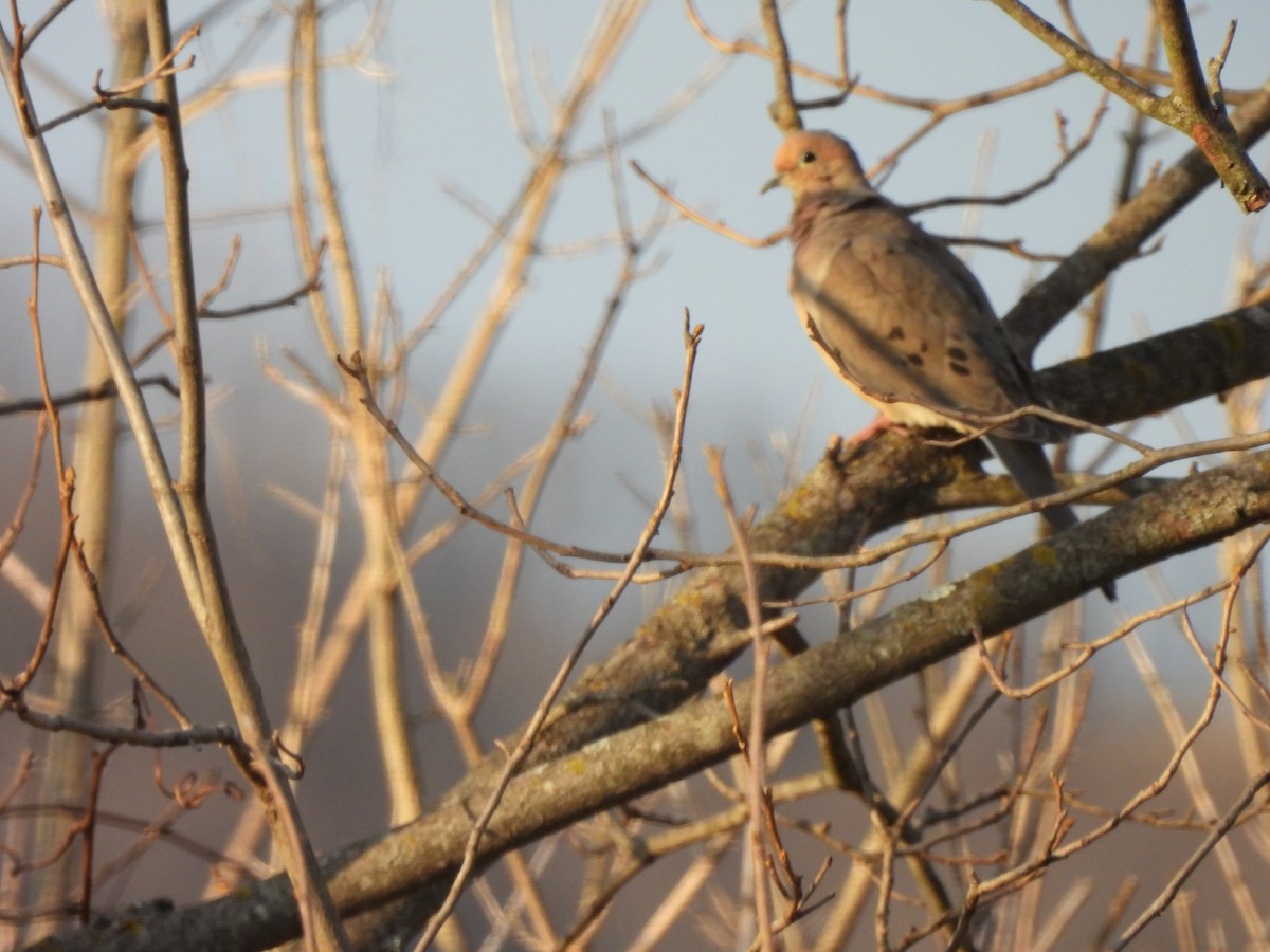 Mourning Dove - ML615440517