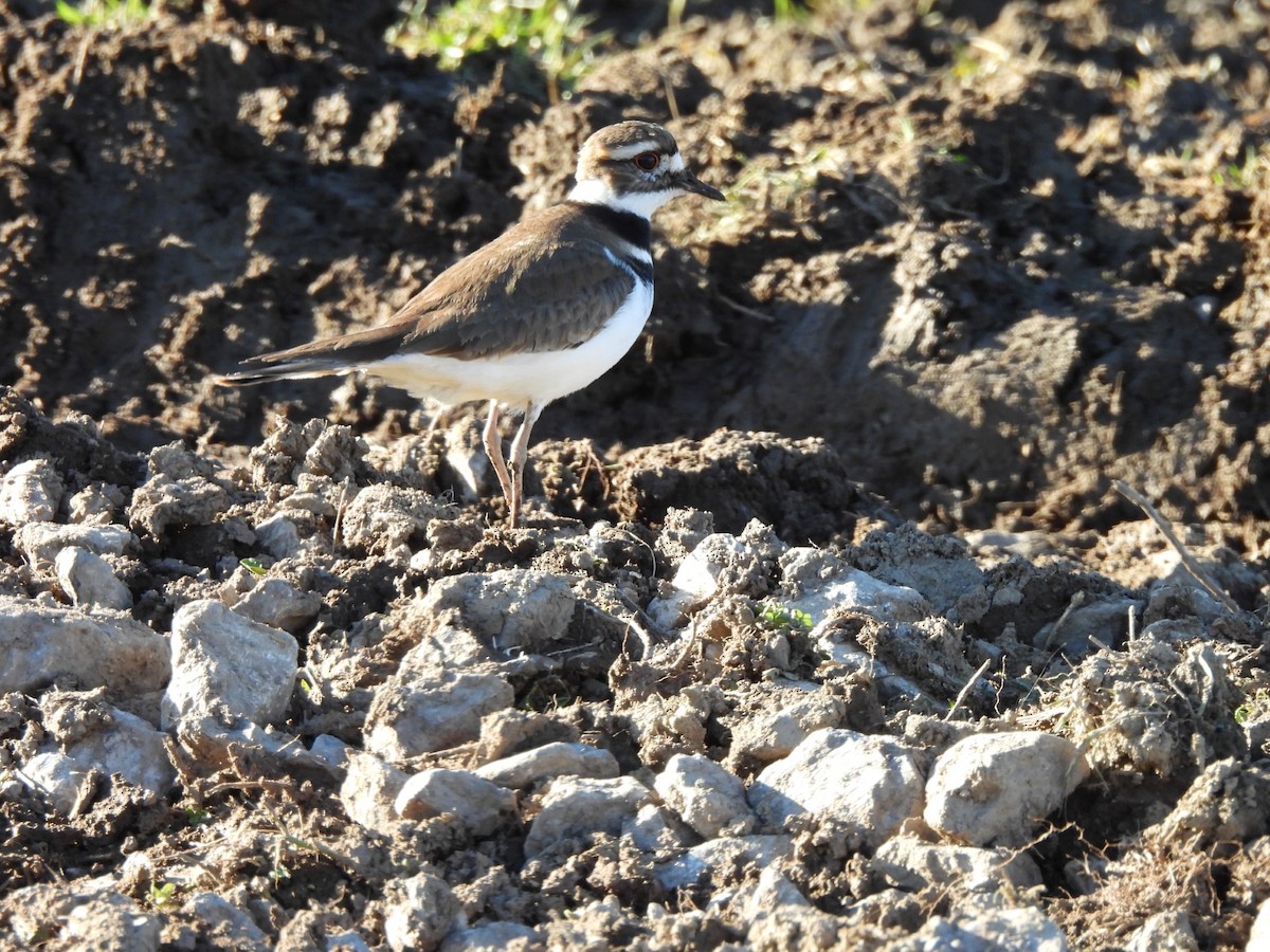 Killdeer - ML615440529