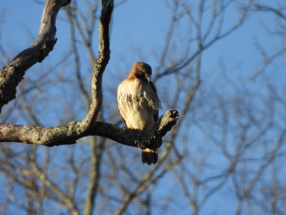 Red-tailed Hawk - ML615440539