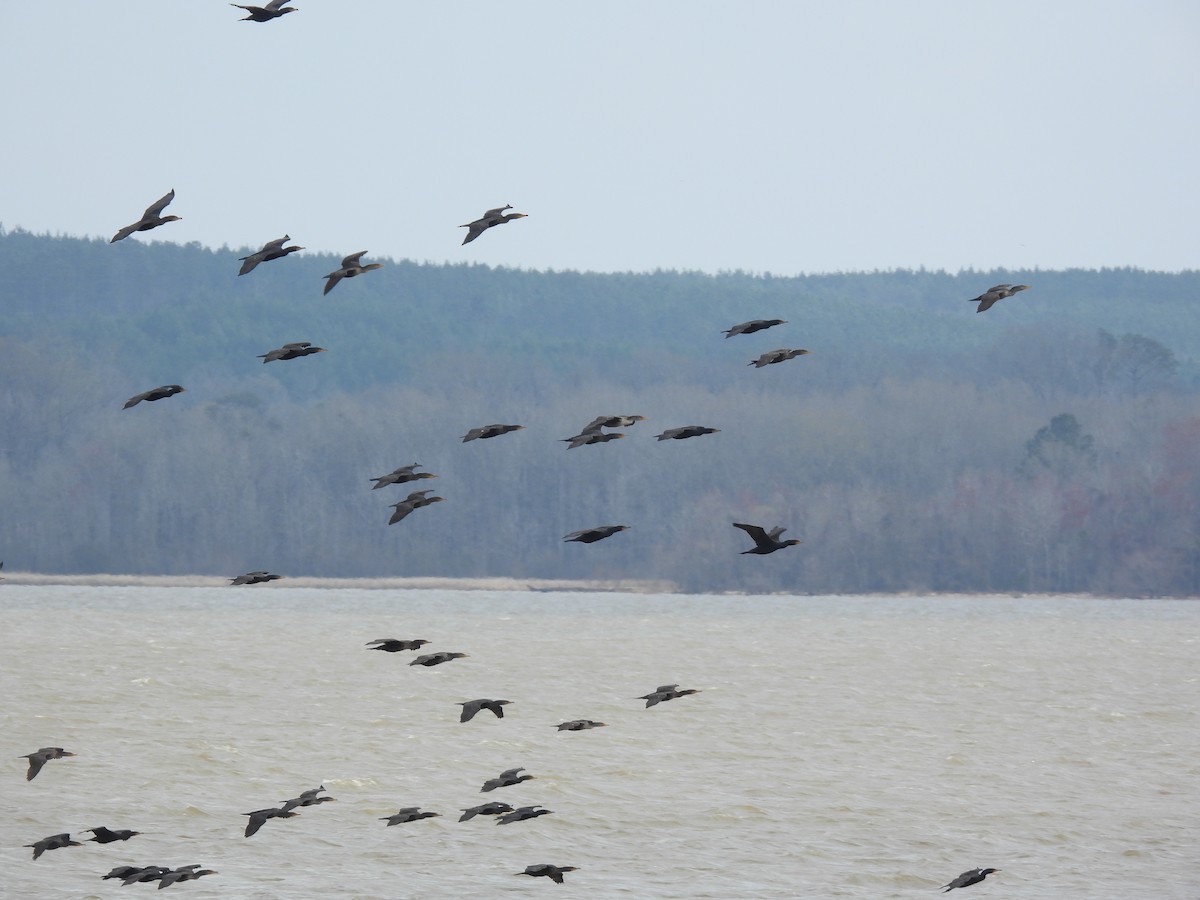 Double-crested Cormorant - ML615440553