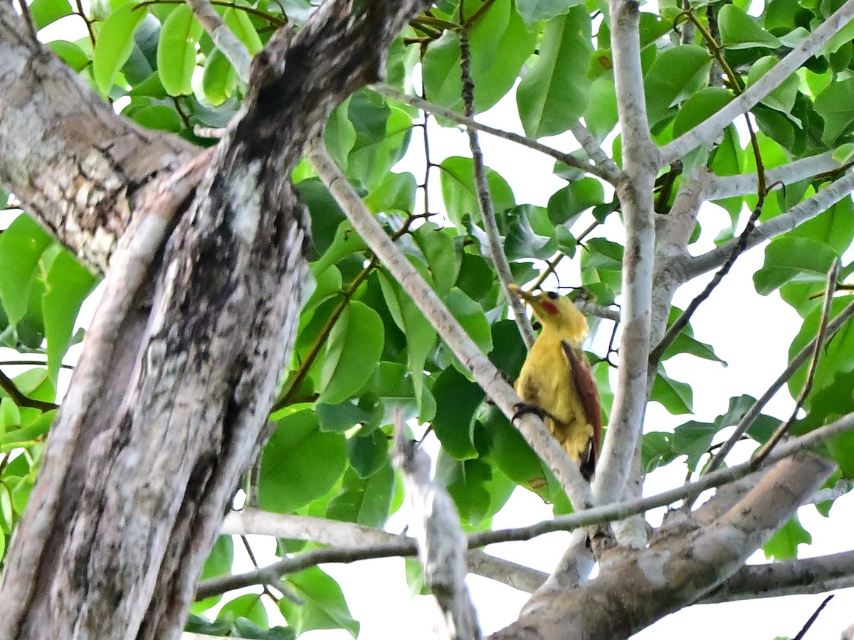 Cream-colored Woodpecker - ML615440572