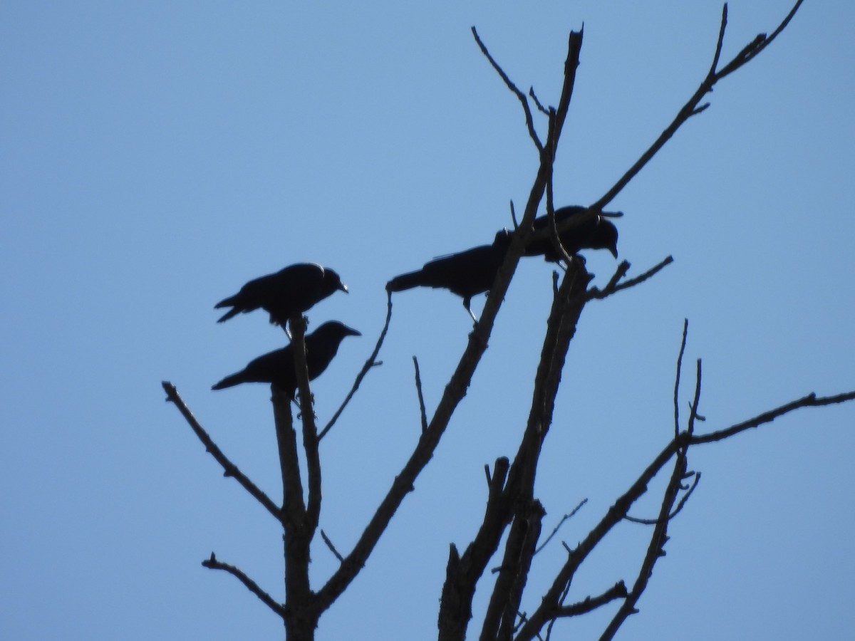 American Crow - ML615440580