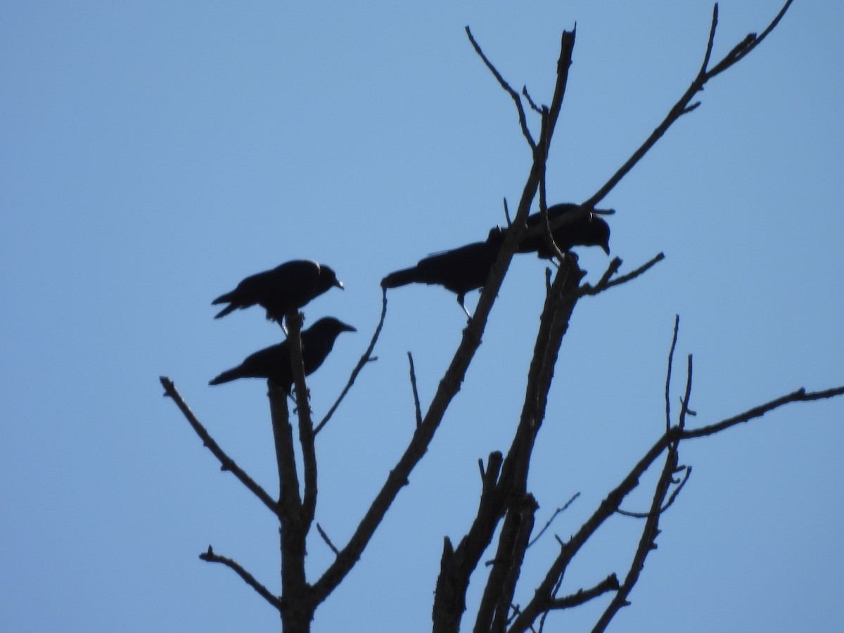 American Crow - ML615440580