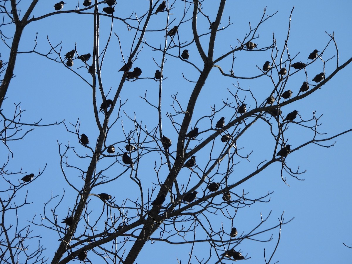 European Starling - ML615440587