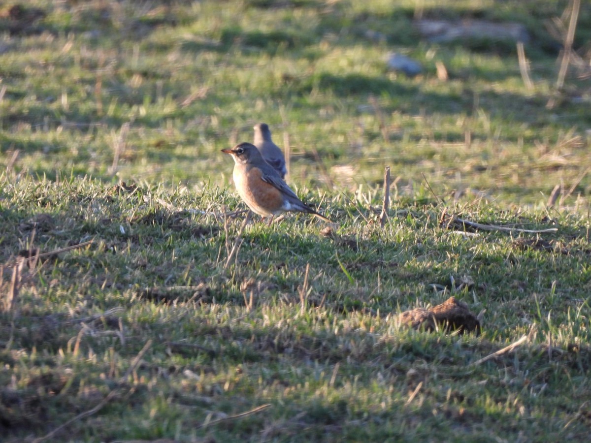 American Robin - ML615440634