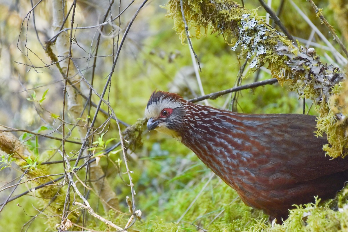 Buffy-crowned Wood-Partridge - Esteban Matías (birding guide) Sierra de los Cuchumatanes Huehuetenango esteban.matias@hotmail.com                             +502 53810540