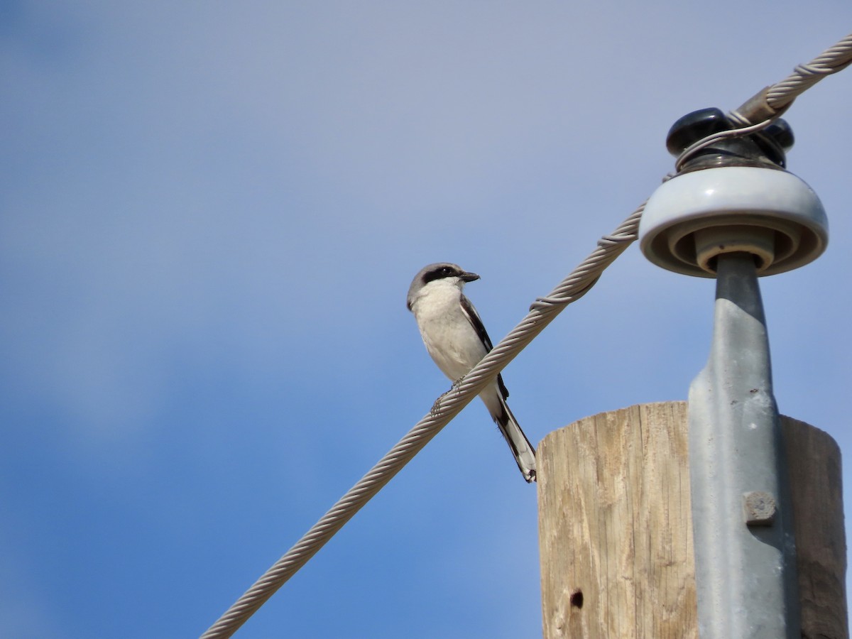 Loggerhead Shrike - ML615440743