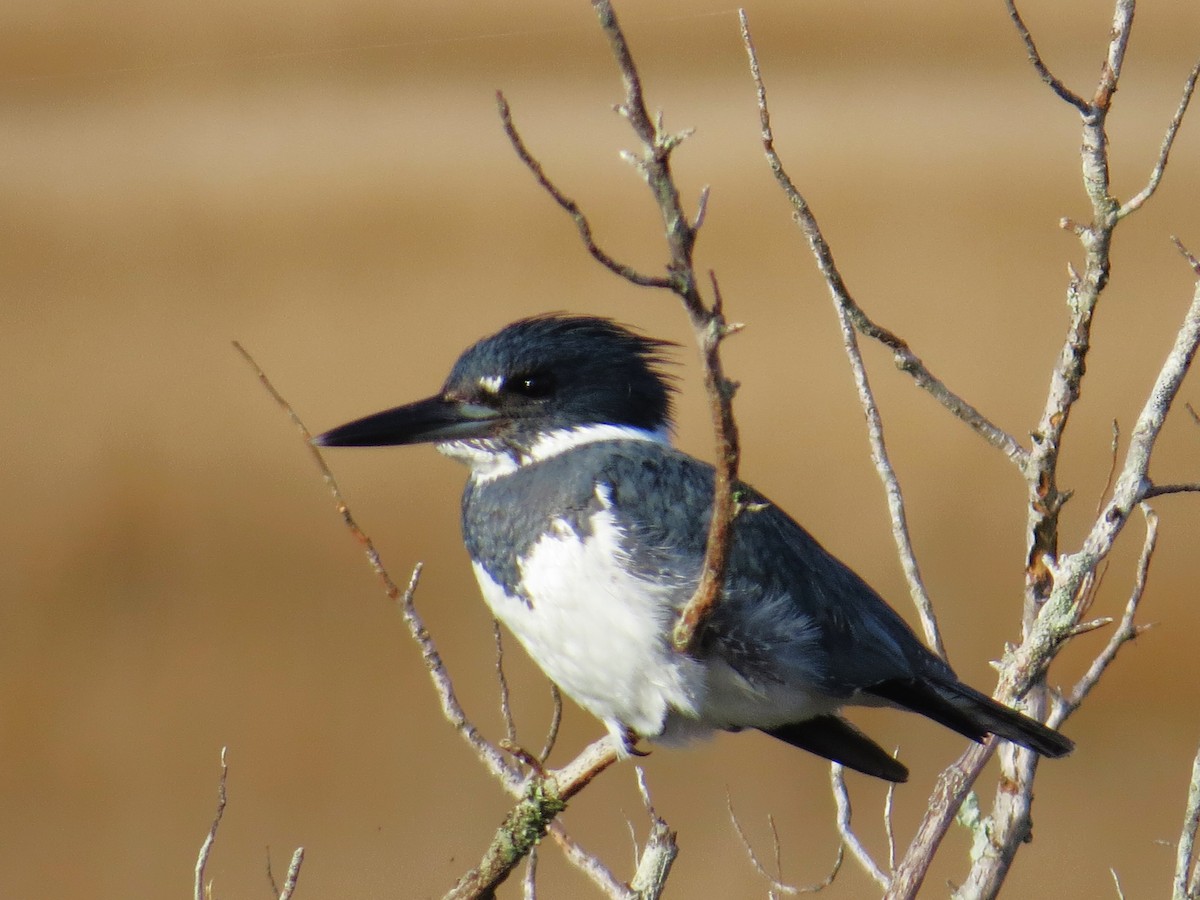 Belted Kingfisher - ML615440775