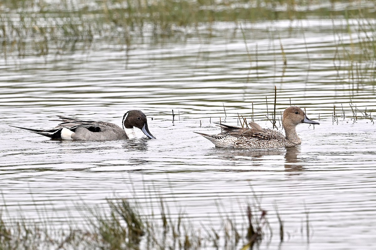 Northern Pintail - Bill Schneider