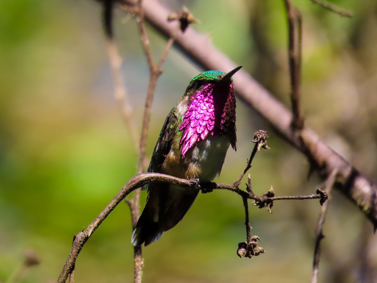 Wine-throated Hummingbird - Sobeida Morales