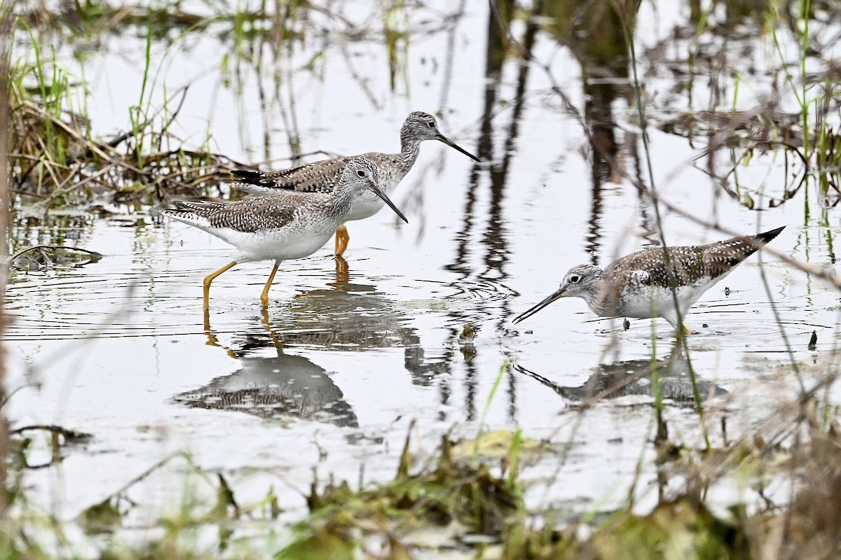 Greater Yellowlegs - ML615440883