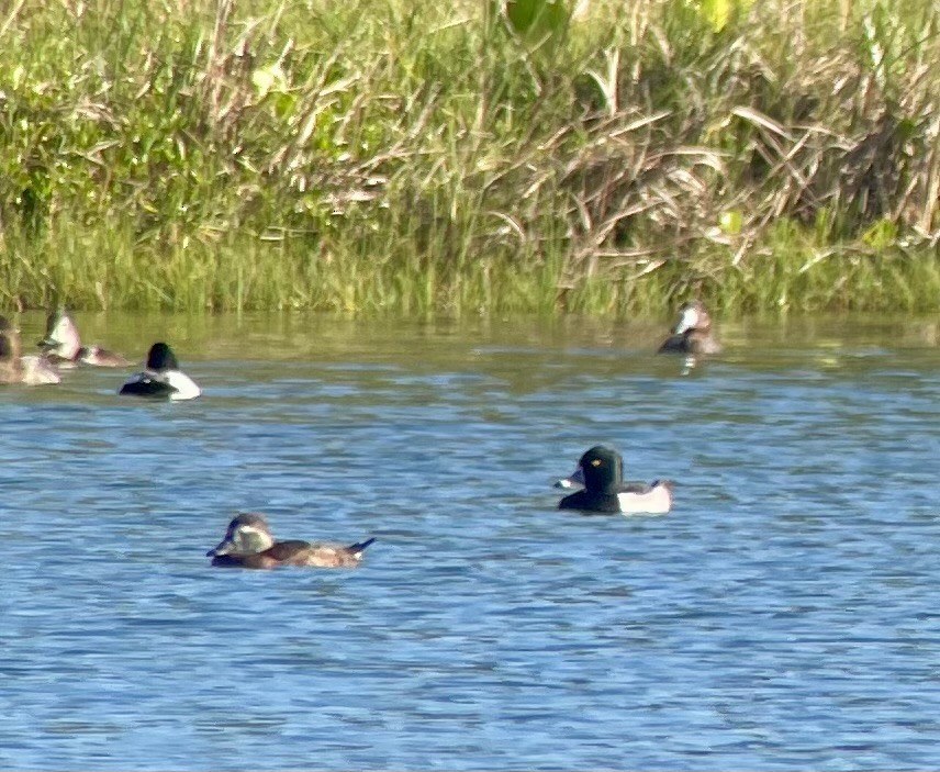 Ring-necked Duck - Pam Bruns & Ken Smith