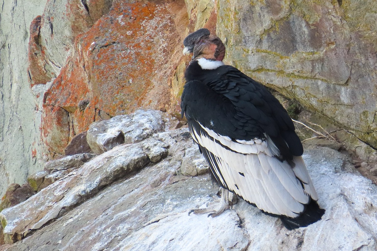 Andean Condor - Itamar Donitza