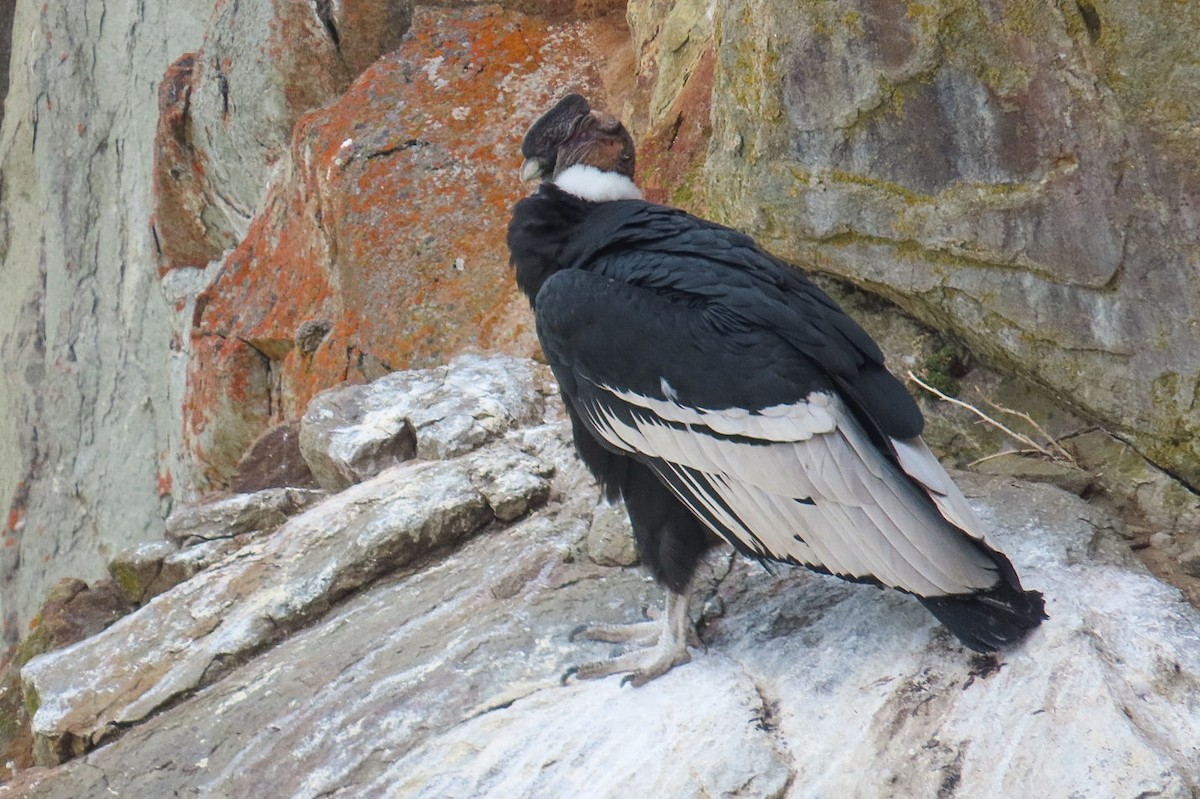 Andean Condor - Itamar Donitza