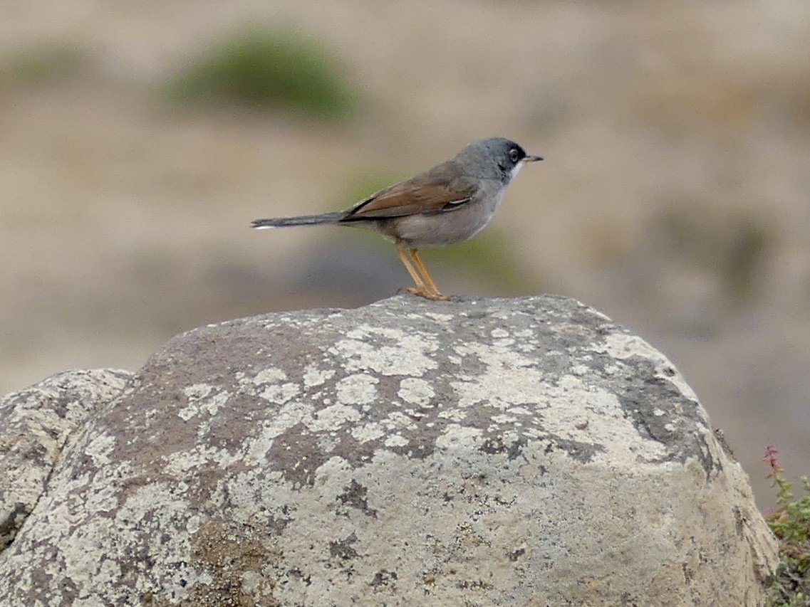 Spectacled Warbler - ML615441092