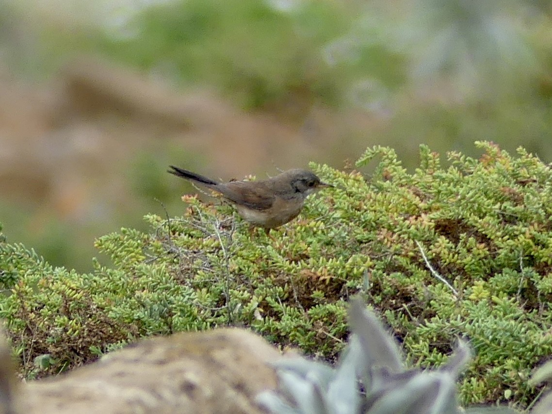Spectacled Warbler - ML615441094