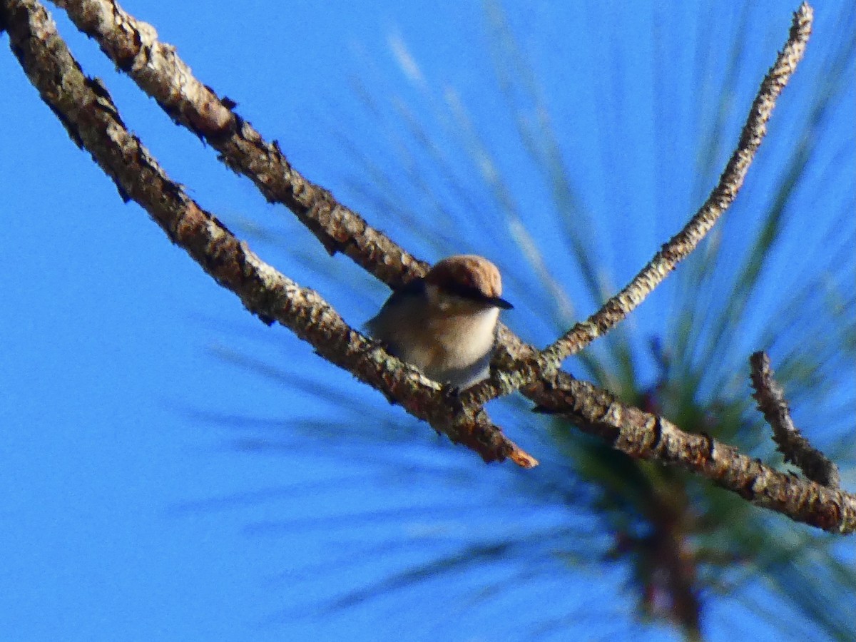 Brown-headed Nuthatch - ML615441109