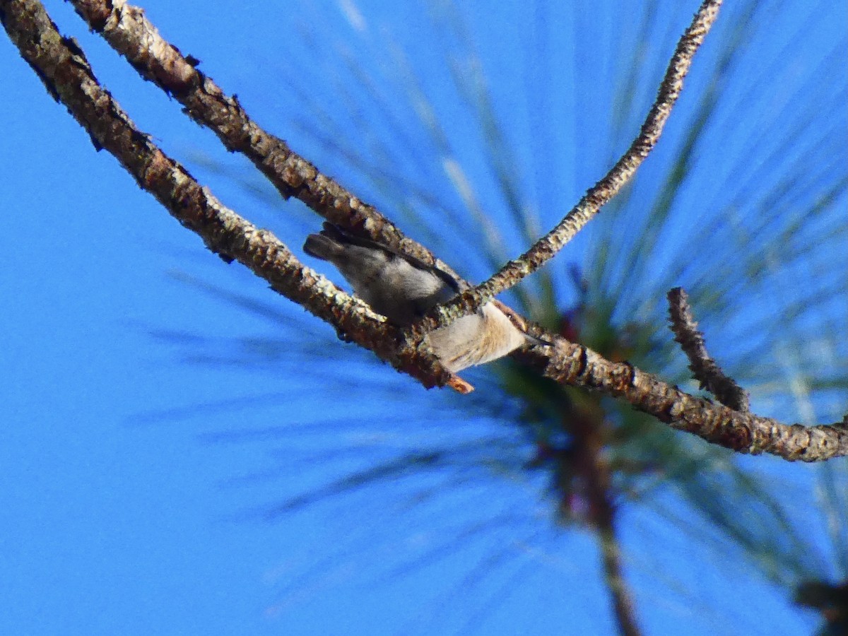 Brown-headed Nuthatch - ML615441110