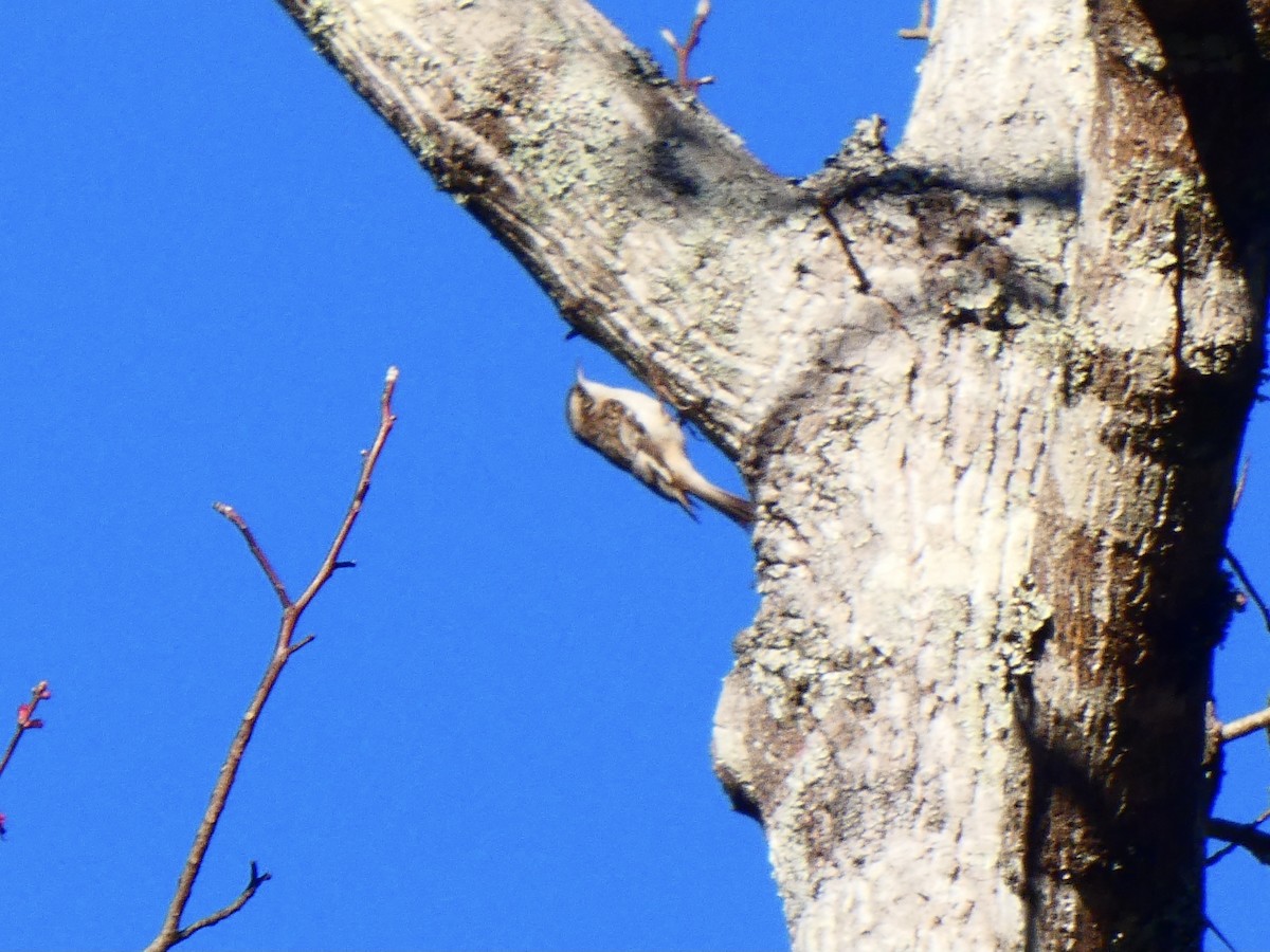 Brown Creeper - ML615441135