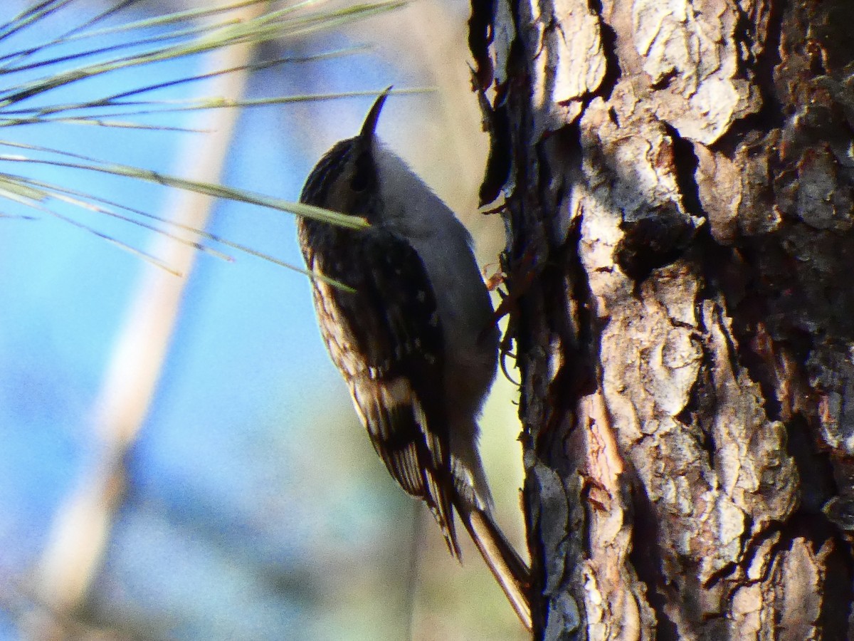 Brown Creeper - ML615441136
