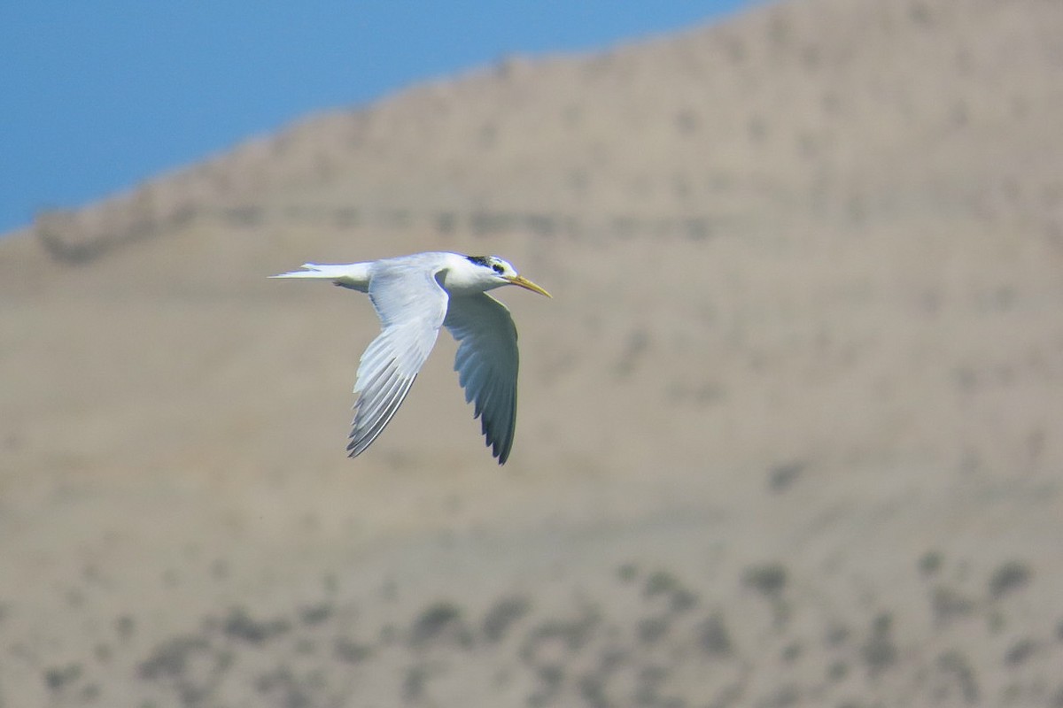 Sandwich Tern - Itamar Donitza