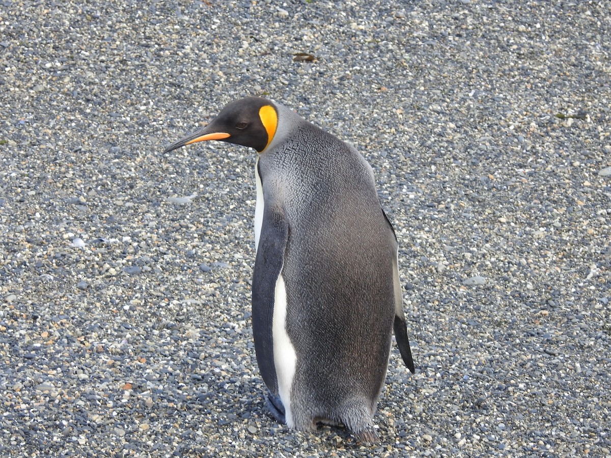 Королевский пингвин - ML615441205