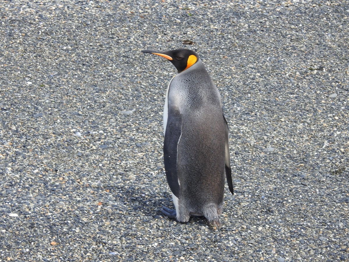 Pingüino Rey - ML615441206