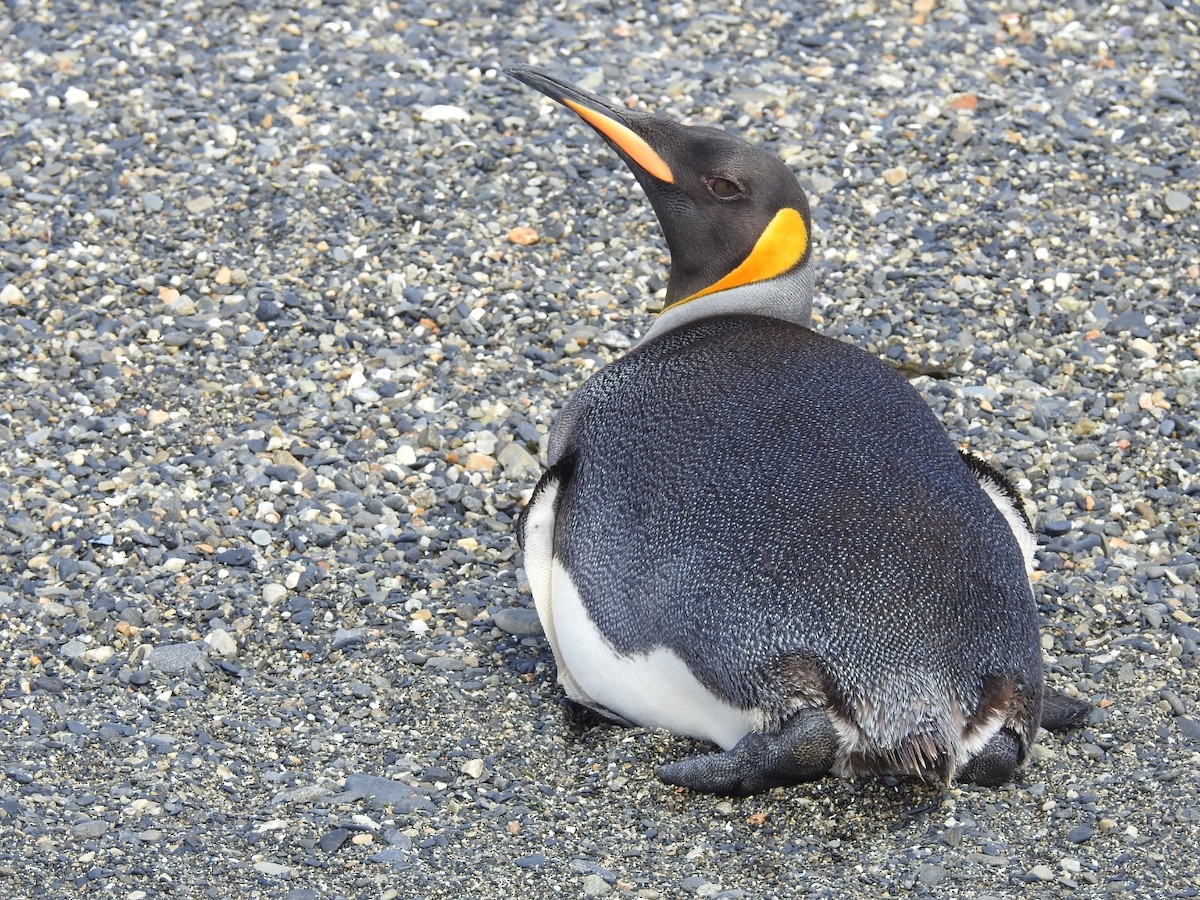 Pingüino Rey - ML615441207