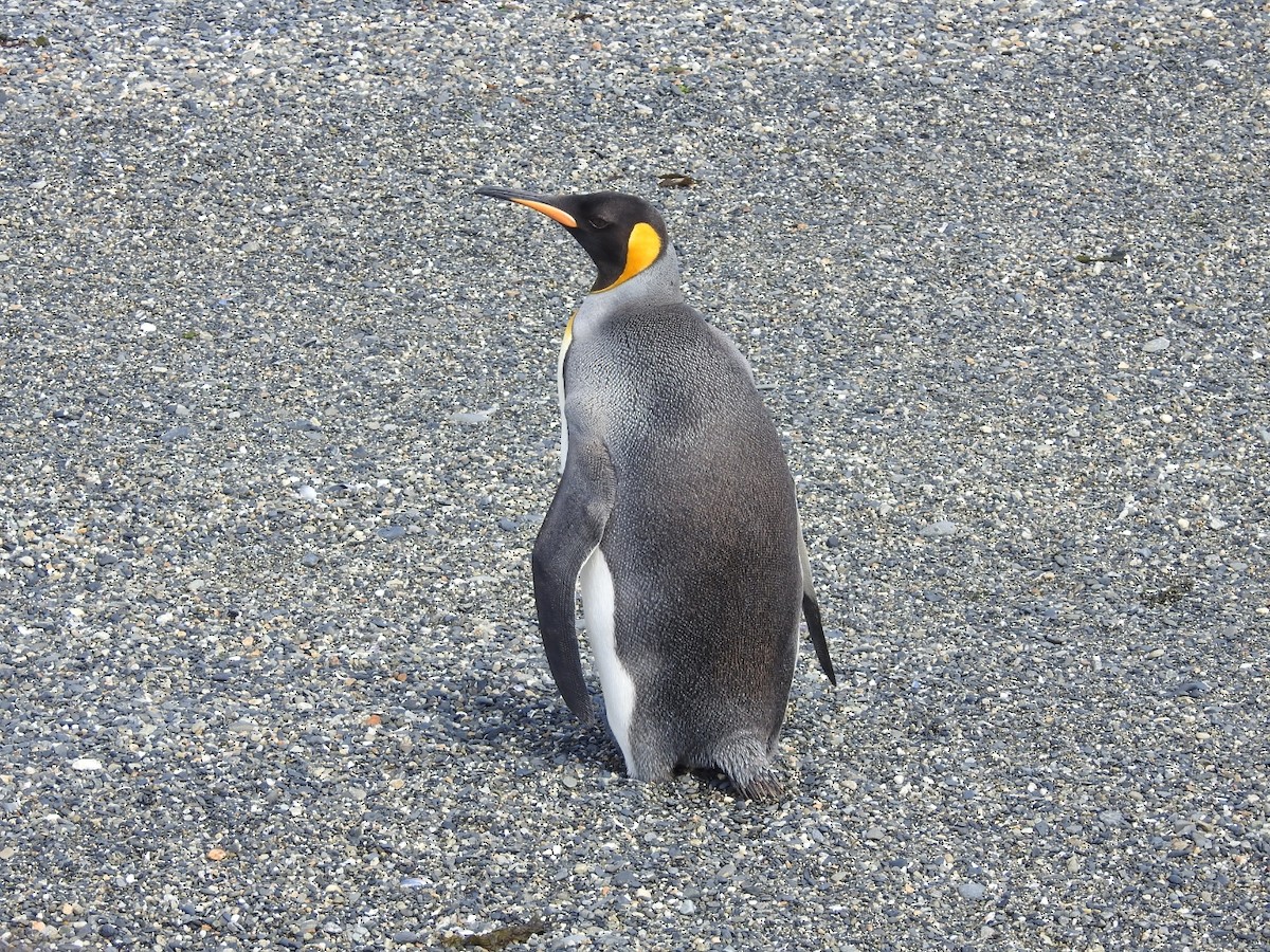 Королевский пингвин - ML615441208