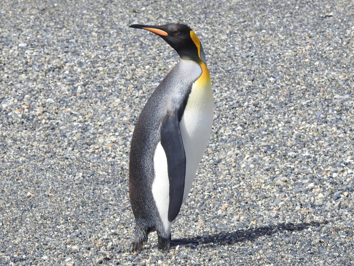 Королевский пингвин - ML615441209