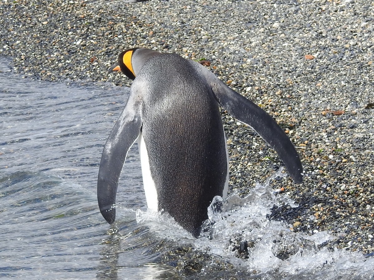 Королевский пингвин - ML615441210