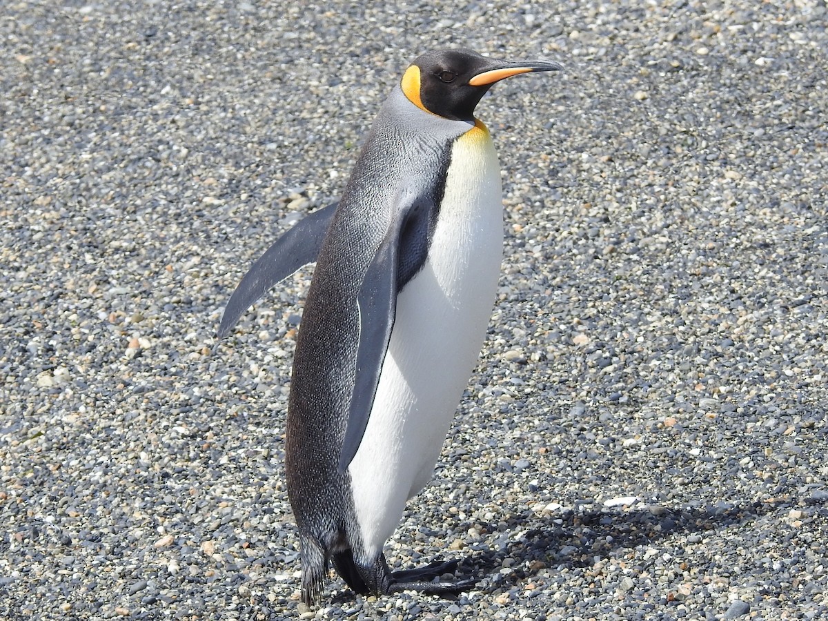 Pingüino Rey - ML615441212