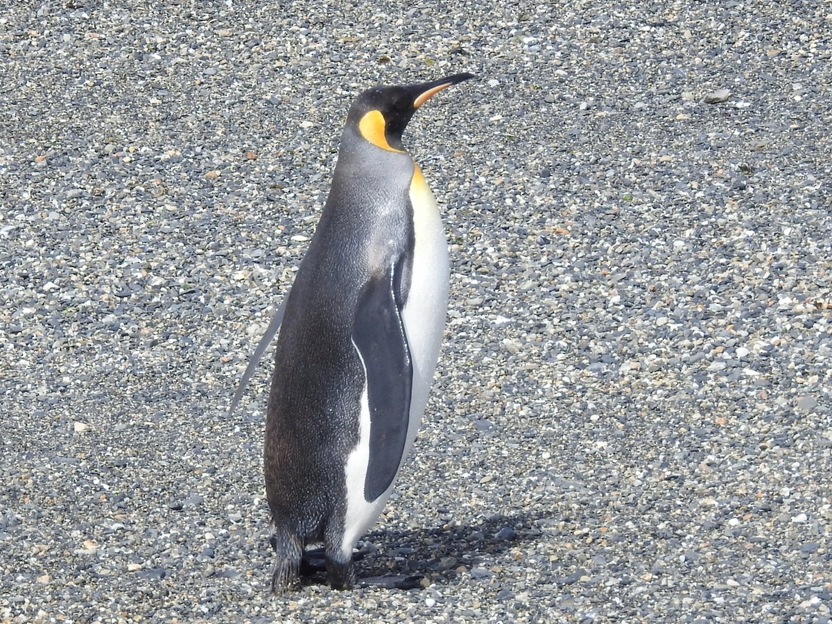 Королевский пингвин - ML615441213
