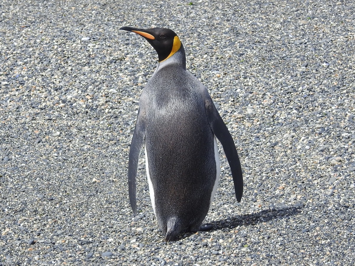 Королевский пингвин - ML615441214