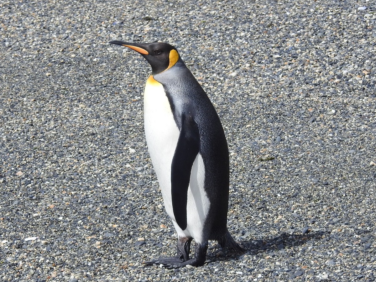tučňák patagonský - ML615441215
